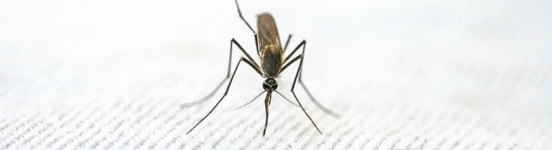 Schädlingsbekämpfung | Insekten- & Tierabwehr für dein Zuhause